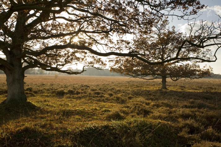 Hotel de Koekoekshof
