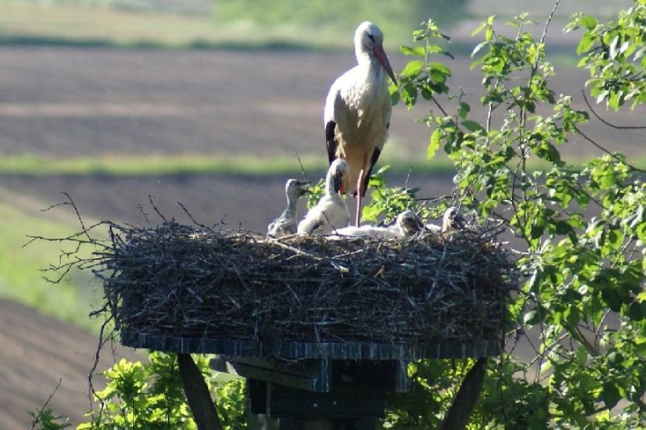 B&B De Heerlijkheid Ruinerwold