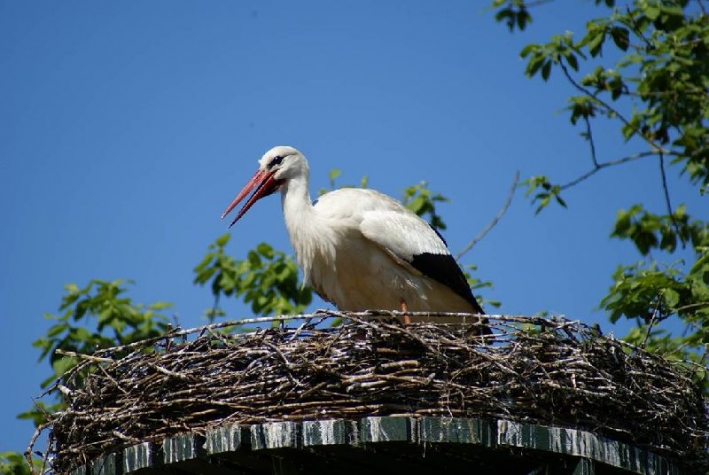 B&B De Heerlijkheid Ruinerwold