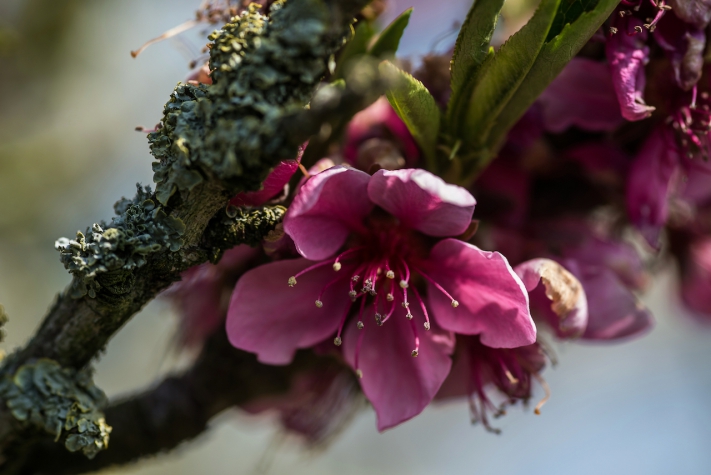 Fruitpark Hotel & Spa