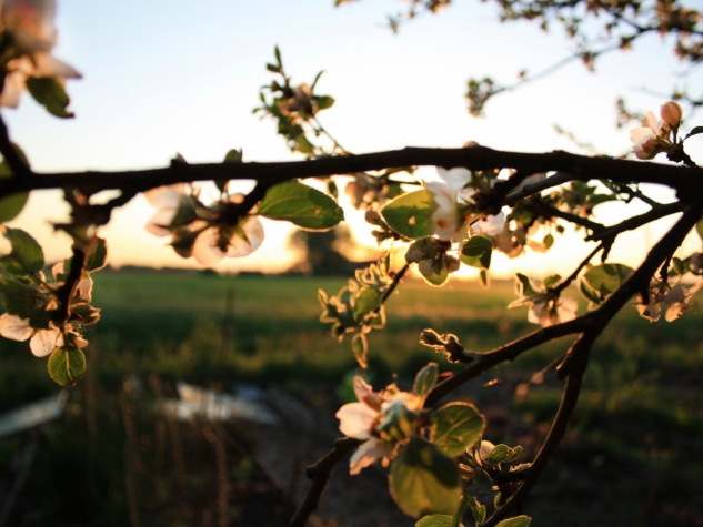 Frieslandhotel WeidumerHout